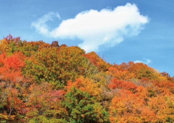 ペットと泊まる caro foresta 軽井沢 giardino 宿泊プラン一覧 楽天トラベル ペットと泊まる caro foresta 軽井沢 giardino 宿泊プラン一覧 楽天トラベル